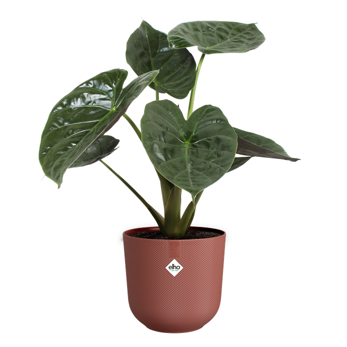 jazz rond 30cm toscaans rood